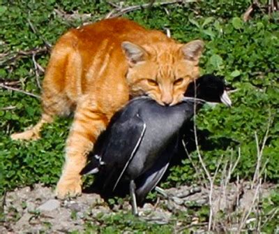 Outdoor Cats: Single Greatest Source of Human-Caused Mortality for Birds and Mammals, Says New ...