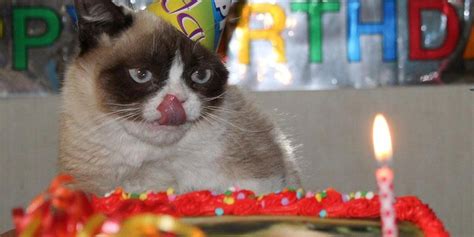 Happy first birthday, Grumpy Cat! - The Daily Dot