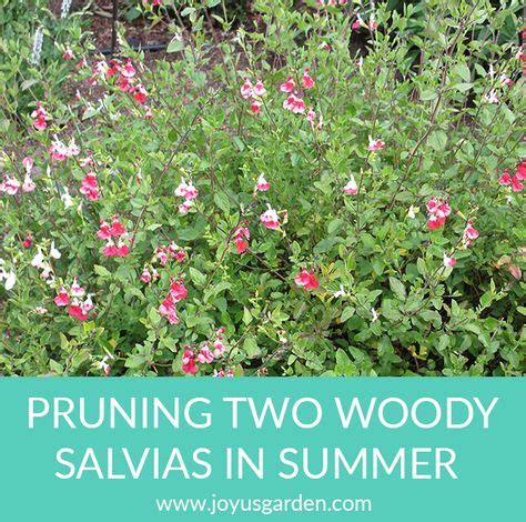 Pruning 2 Woody Salvias In Summer | Hot lips plant, Salvia plants, Plants