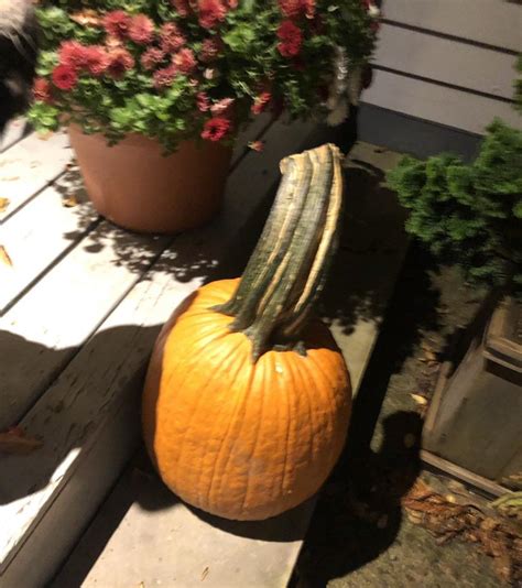 This pumpkin stem : r/AbsoluteUnits