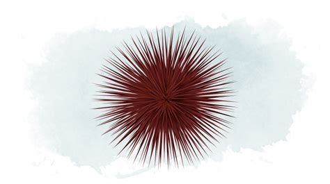 Collection of PNG Sea Urchin. | PlusPNG