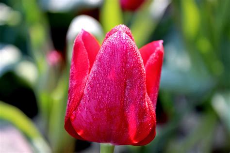 Here and There: Traditional Tulips of Turkey