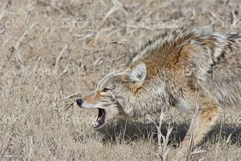 Snarling Coyote Stock Photo - Download Image Now - Coyote, Snarling ...