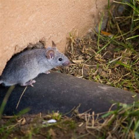 How Many Mice Is Too Many? Understanding Mice Infestation - Maximum Pest Control Services