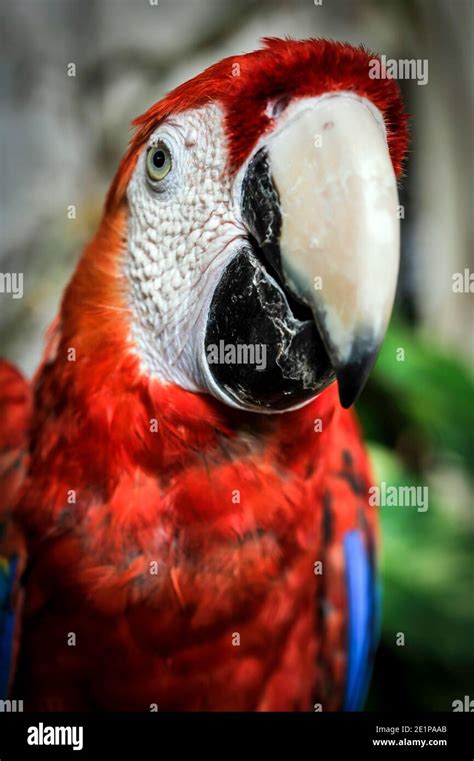 Scarlet macaw parrot Stock Photo - Alamy