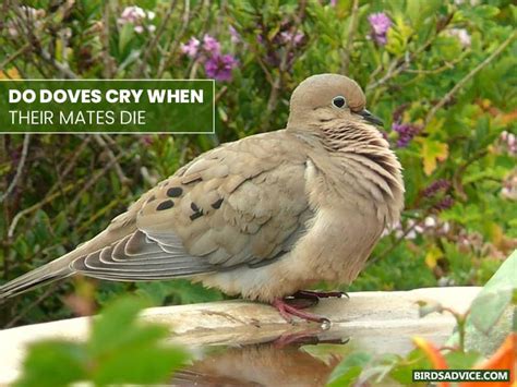 Why Are Doves Always In Pairs? Birds Advice