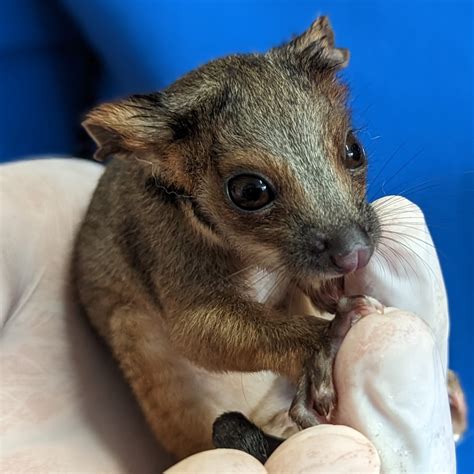 Ringtail Possum Babies - Pittwater Animal Hospital