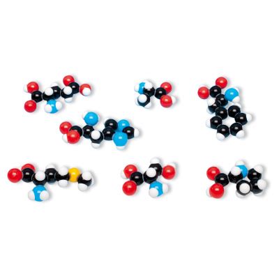 Amino Acid 7 Model | Molecular Models