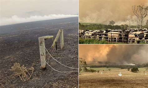 Dairy farmer on the NSW south coast shares shocking before and after ...