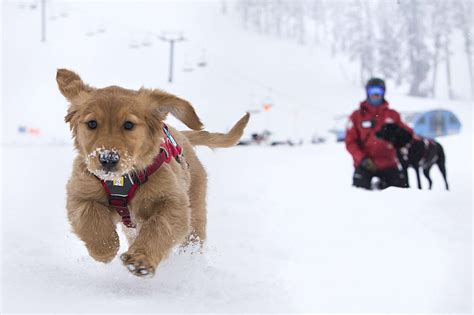 Avalanche Rescue Dogs - Colorado Wilderness Rides and Guides