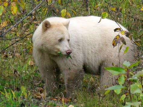 Kermode Bear: Rare Spirit Bear of British Columbia