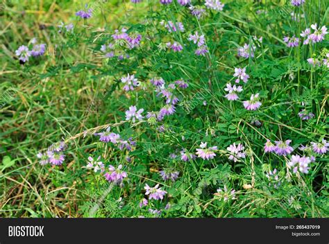 Meadow Flowers, Meadow Image & Photo (Free Trial) | Bigstock