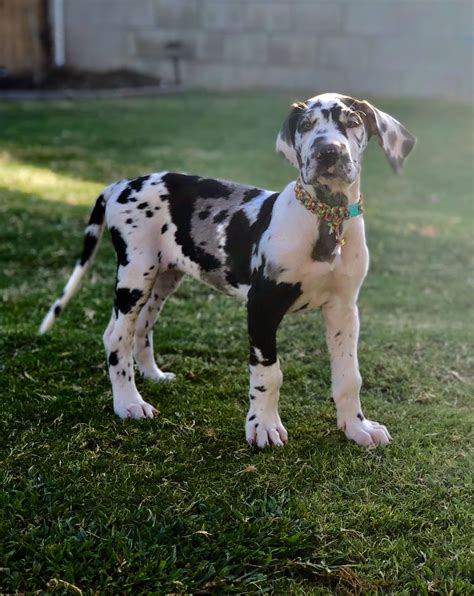 Review Of Harlequin Great Dane Puppies For Sale 2022 – Alexander James ...