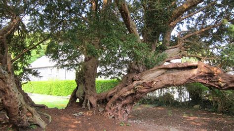 4000 years in Conwy: The Llangernyw Yew - Herald.Wales