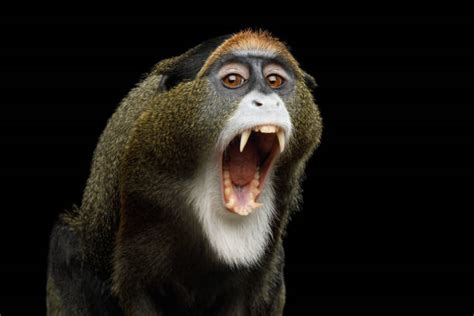 Monkey Teeth Stock Photos, Pictures & Royalty-Free Images - iStock