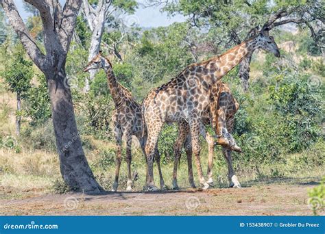 Two Bull Giraffes Fighting with Their Necks, Called Necking Stock Image ...