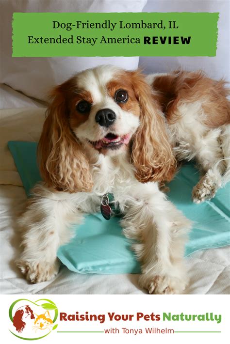 Pet-Friendly Hotels in Chicago Metro | Dog-Friendly Lombard Hotel Extended Stay Review ~ Raising ...