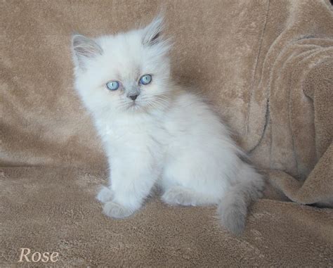 Himalayan Cat Colors - Mount Vista Persians