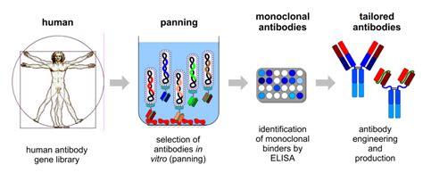 Recombinant antibodies – LACoP