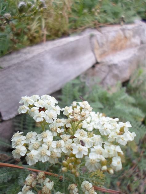Small White Flower Foliage Free Stock Photo - Public Domain Pictures