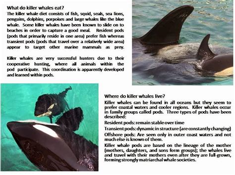 killer whale facts « 4best of