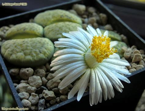 Lithops Stories: Lithops flowering season (4 pics)