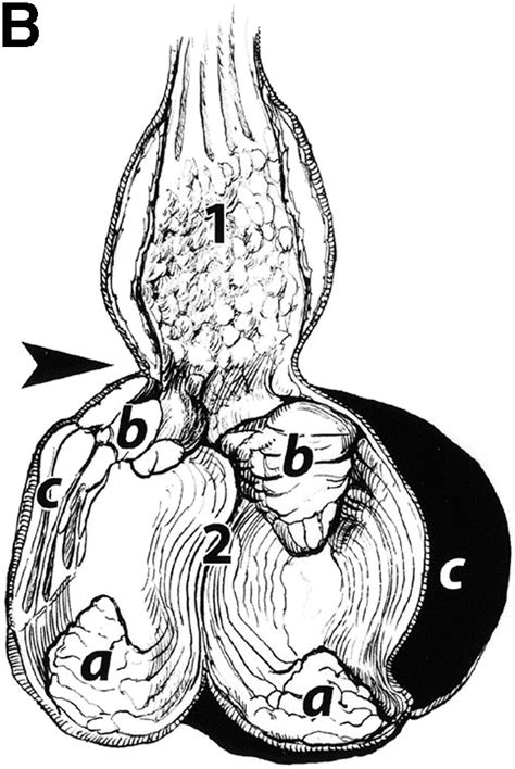 The anatomy, physiology, and diseases of the avian proventriculus and ...