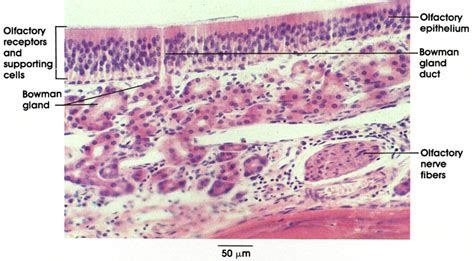 Olfactory mucosa; Olfactory Epithelium