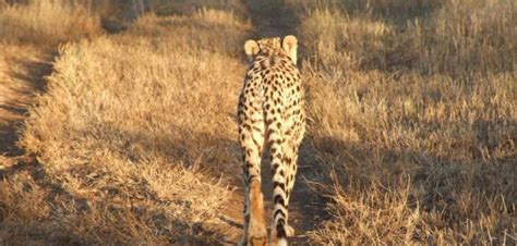 A Guide to Booking a Safari to KwaZulu-Natal - SafariKZN