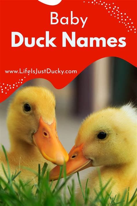 300 Good Duck Names For Your Backyard Flock. - Life Is Just Ducky