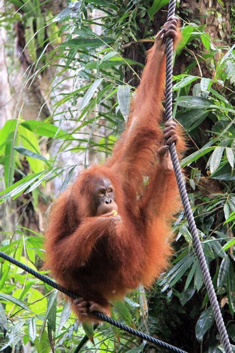 Posing for the camera!! | Sarawak, Orangutan sanctuary, Borneo