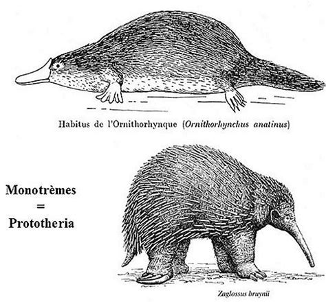 Prototheria - Alchetron, The Free Social Encyclopedia