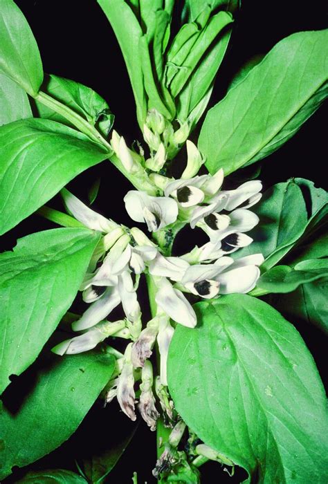 Vicia faba L. | Plants of the World Online | Kew Science