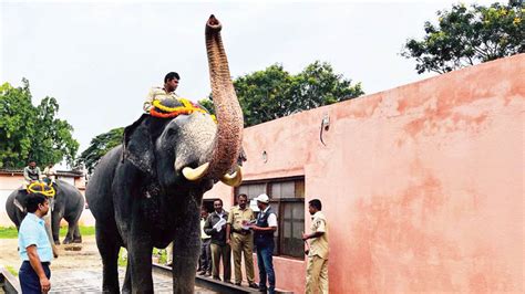 Dasara elephants weighed - Star of Mysore