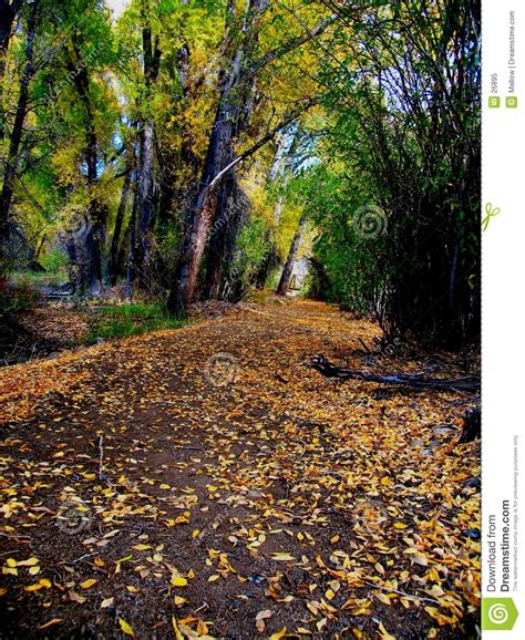 Autumn Path stock image. Image of parks, path, park, autumn - 26895