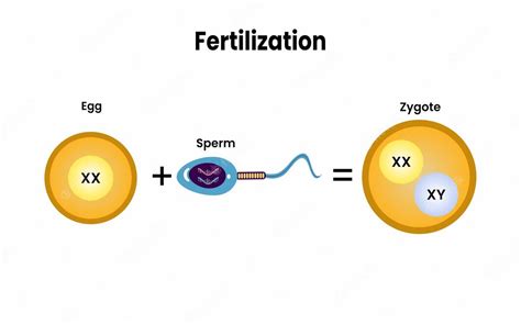 Fertilización. fusión de dos gametos haploides para formar un cigoto diploide. reproducción ...