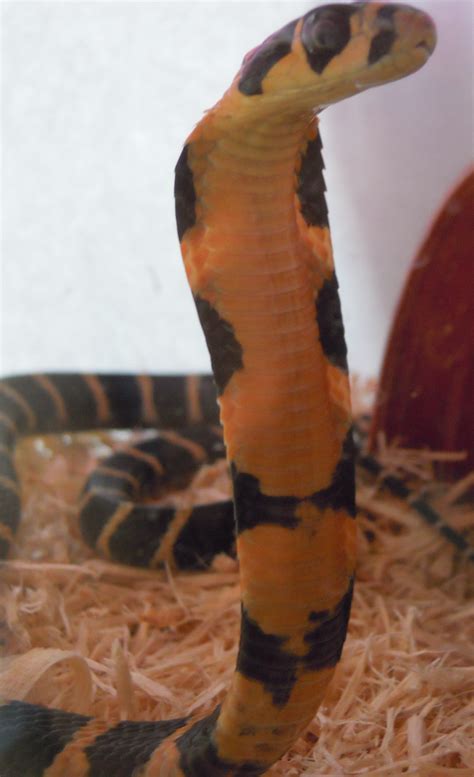 File:Baby king cobra front view.JPG - Wikimedia Commons