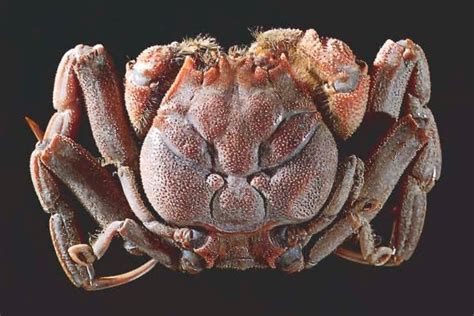 The Heike Crab; a product of artificial selection. Local fisherman ...