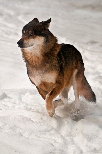 Running in Snow | Beautiful wolves, Eurasian wolf, Wolf dog