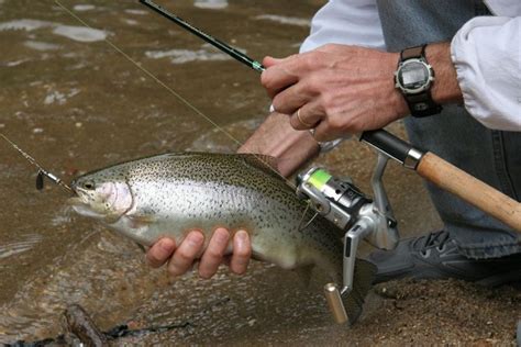 7 Trout Lures You Can Rely On All Winter Long