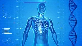 Skeleton Human Diagram - Free vector graphic on Pixabay
