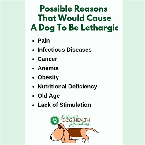 What Makes a Dog Lethargic? | Home Remedies to Help Lethargy in Dogs