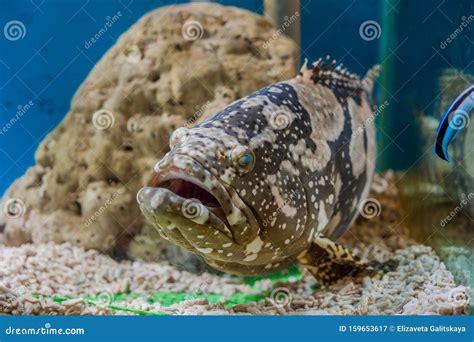 Giant Grouper or Queensland Grouper in Tank. Stock Image - Image of coral, california: 159653617