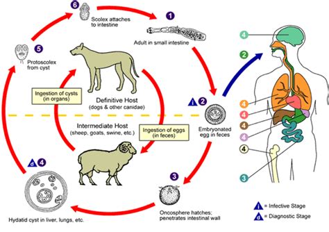 Life cycle of Echinococcus | Download Scientific Diagram