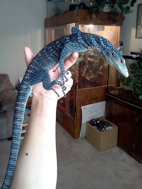 Blue Monitor Lizard Pet - all police dogs