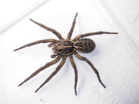 Wolf Spider Identification Chart