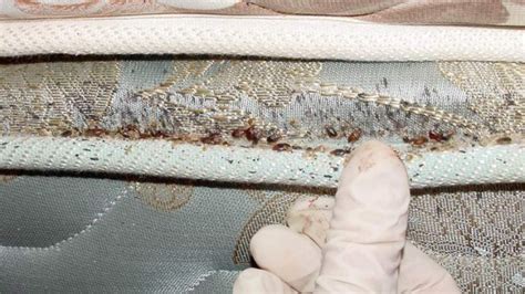 bed-bug-inspection - Xceptional Wildlife Removal