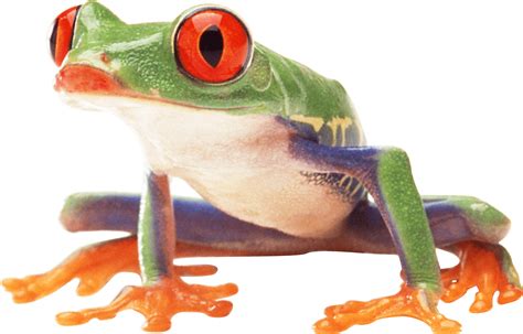 Frog PNG Transparent Frog.PNG Images. | PlusPNG