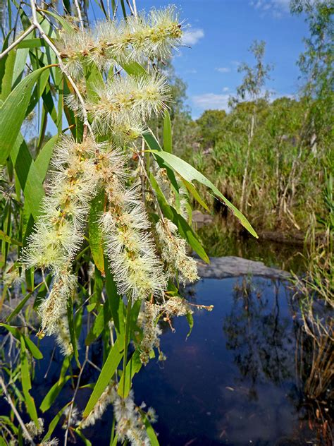 Melaleuca leucadendra (Weeping paperbark) — Territory Native Plants