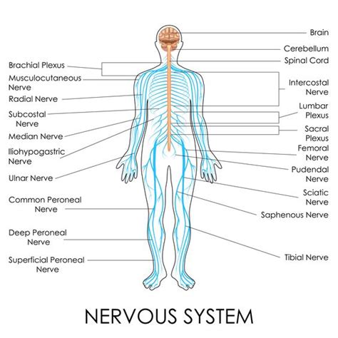 Sciatic Nerve - Location, Anatomy, Function and FAQs